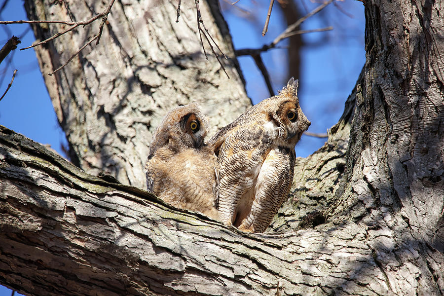 Great Horned Owlets #5 Photograph by Brook Burling