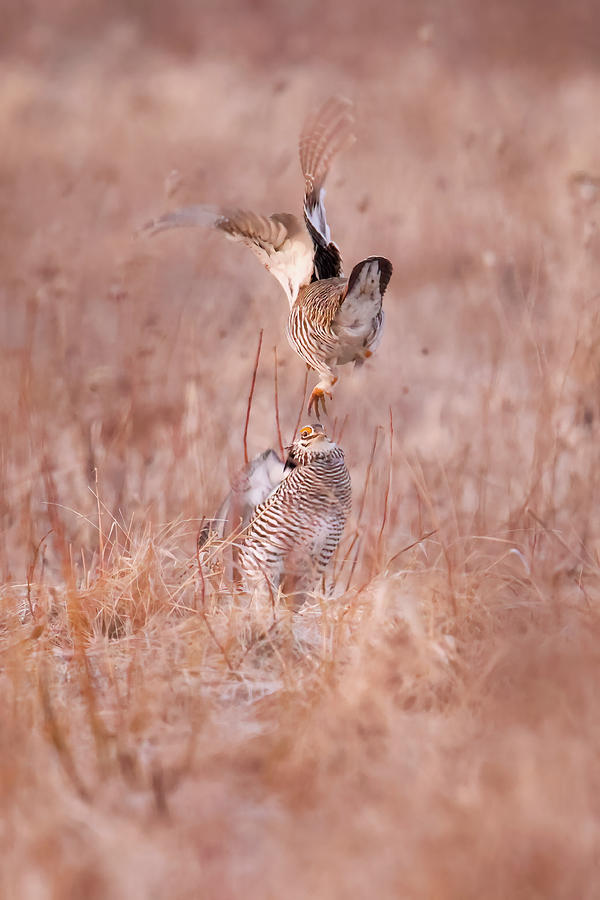 Greater Prairie Chicken #5 Photograph by Brook Burling