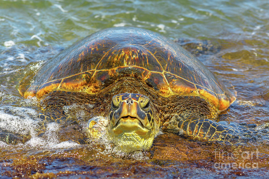 Green Sea Turtle #5 Photograph by Benny Marty
