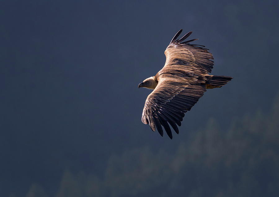 Griffon vulture flying, Drome provencale, France #5 Photograph by Elenarts - Elena Duvernay photo