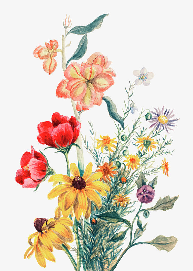 Flower Drawing - Group of Flowers by Mary Vaux Walcott by Mango Art