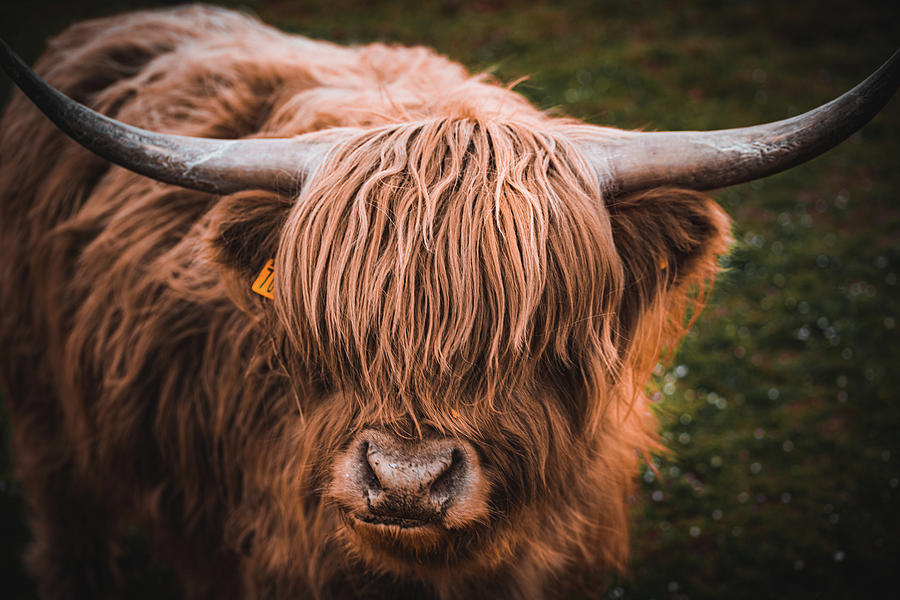 Highland Cow Photograph by Martin Newman | Pixels