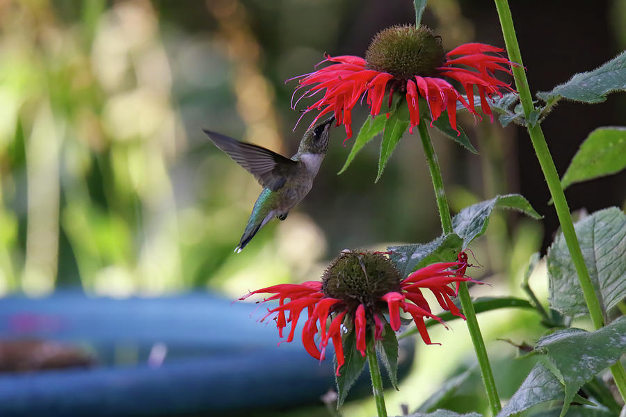 Hummingbird #5 Photograph by Brook Burling