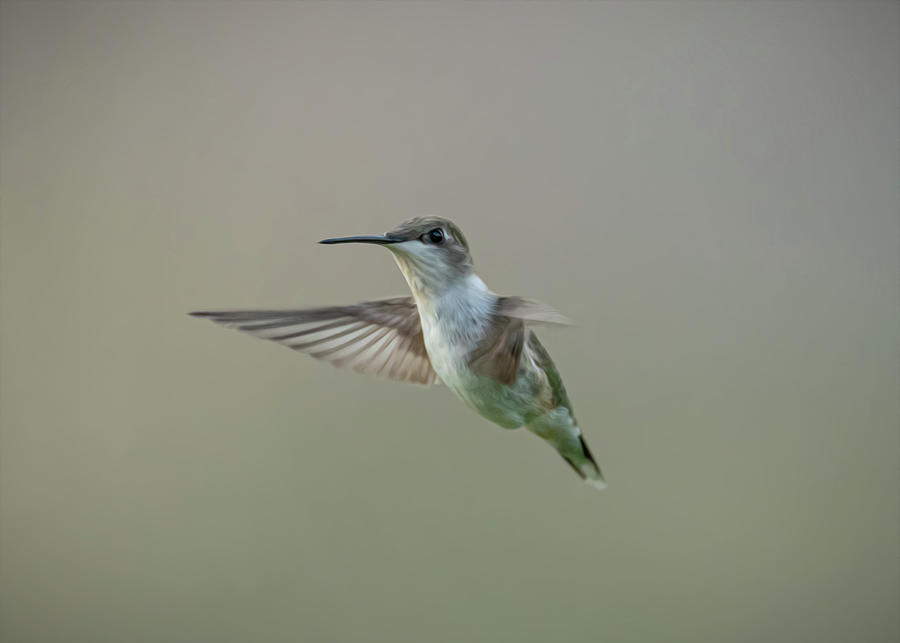 Hummingbird  Digital Art by Holden The Moment