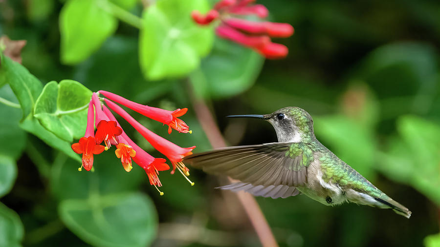 Hummingbird #5 Photograph by Jeffrey PERKINS