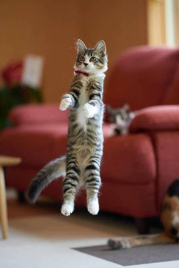 Jumping kitten #5 Photograph by Ryuichi Miyazaki