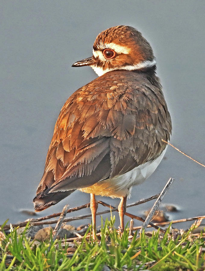 Kildeer Photograph by Lindy Pollard - Fine Art America