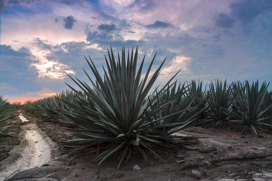 Landscape Blue Agave #5 Photograph by Showing the world ..