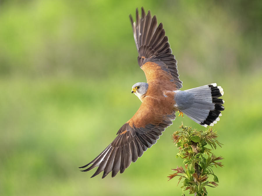 Lesser kestrel - Falco naumanni #5 Photograph by Jivko Nakev