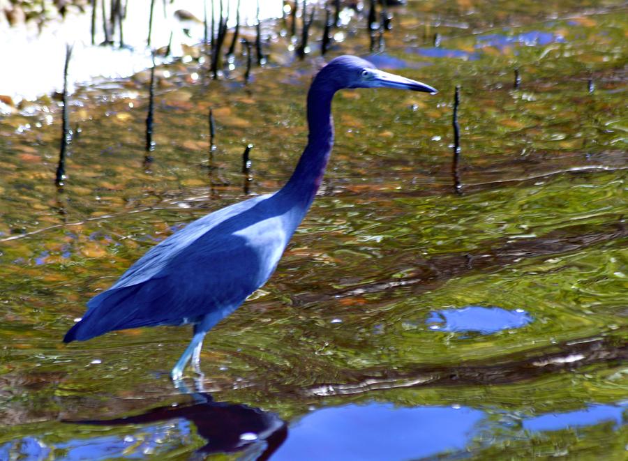 Little Blue Heron  #5 Photograph by Warren Thompson