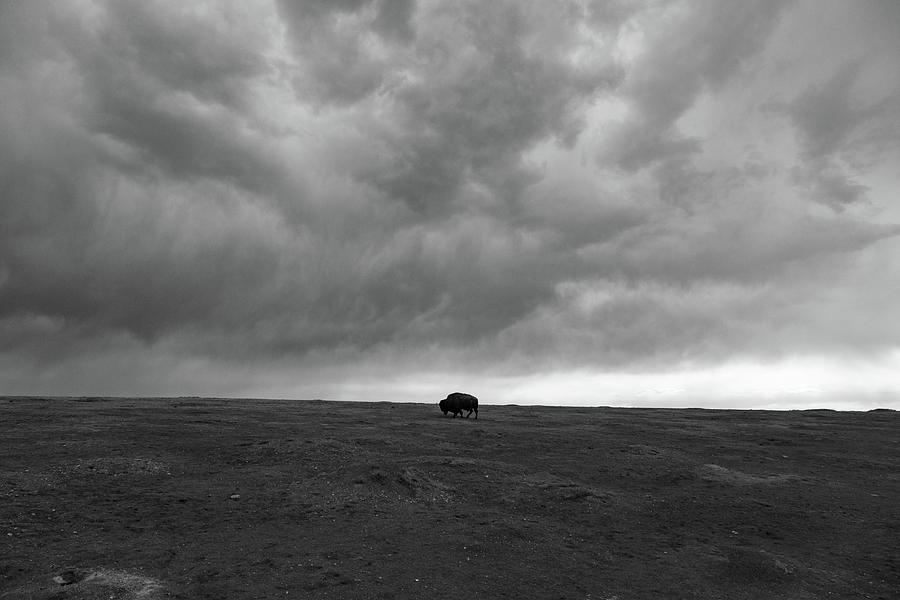 Lone buffalo at Theodore Roosevelt National Park in North Dakota in black and white #5 Photograph by Eldon McGraw