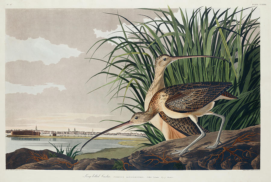Audubon Birds Drawing - Long-billed Curlew #5 by John James Audubon