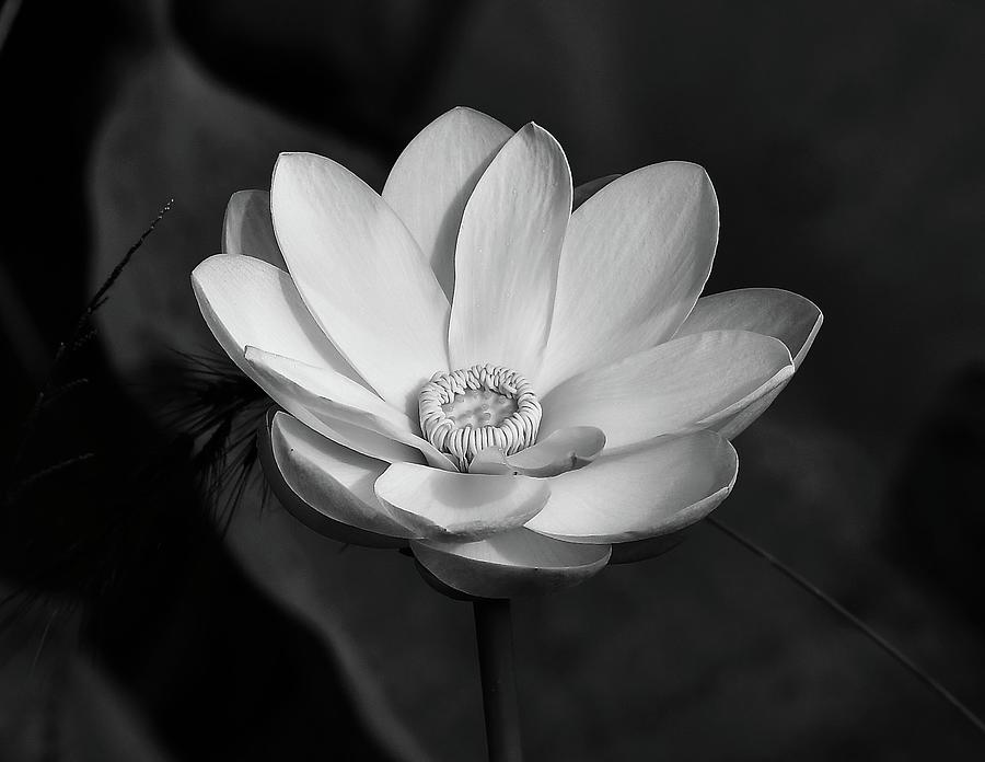Lotus blossom #5 Photograph by David Campione