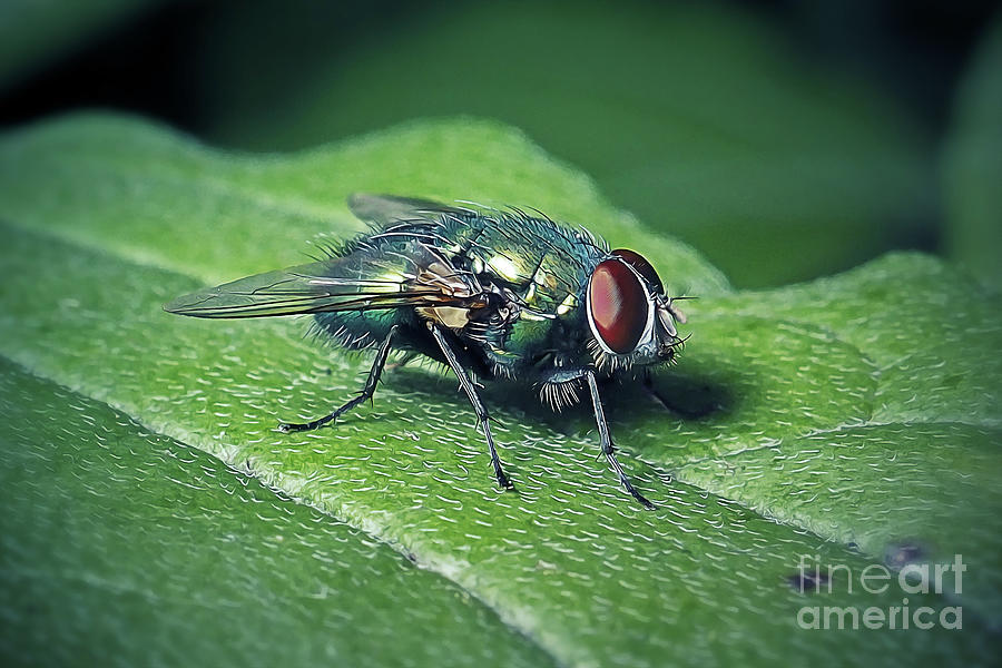Wildlife Photograph - Lucilia caesar Common Greenbottle Blow Fly Insect #5 by Frank Ramspott
