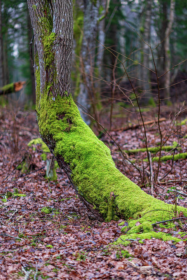 Lush Bright Green Moss On A Tree Trunk #5 by Gatis Osenieks