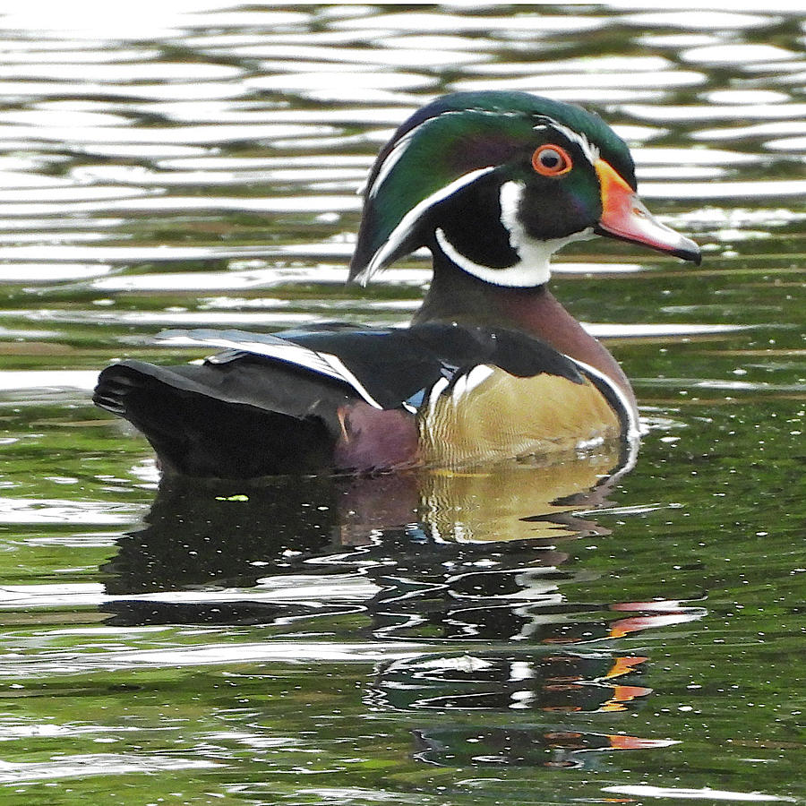 Male Wood Duck Photograph by Lindy Pollard - Fine Art America