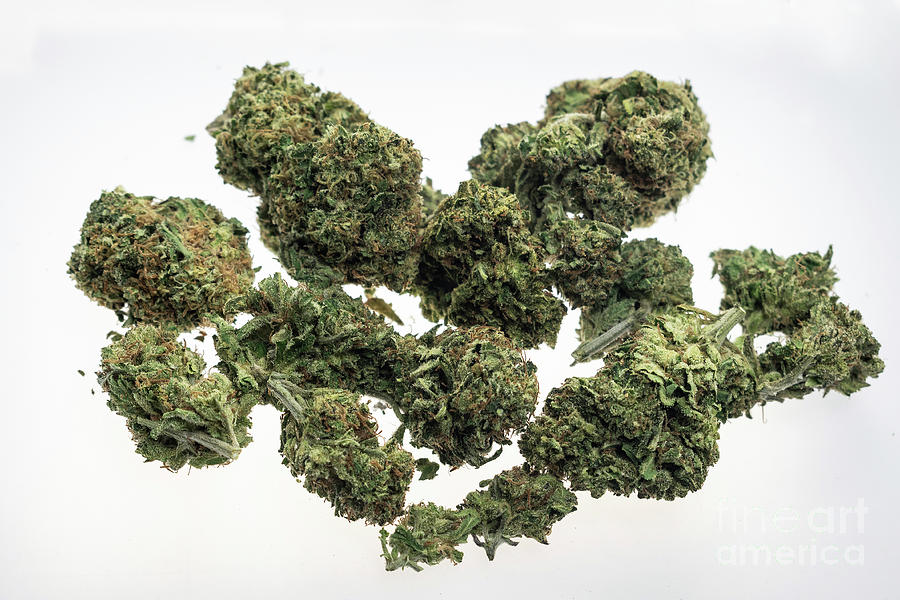 Medical Marijuana Cannabis Buds Closeup On White Studio Backgrou Photograph