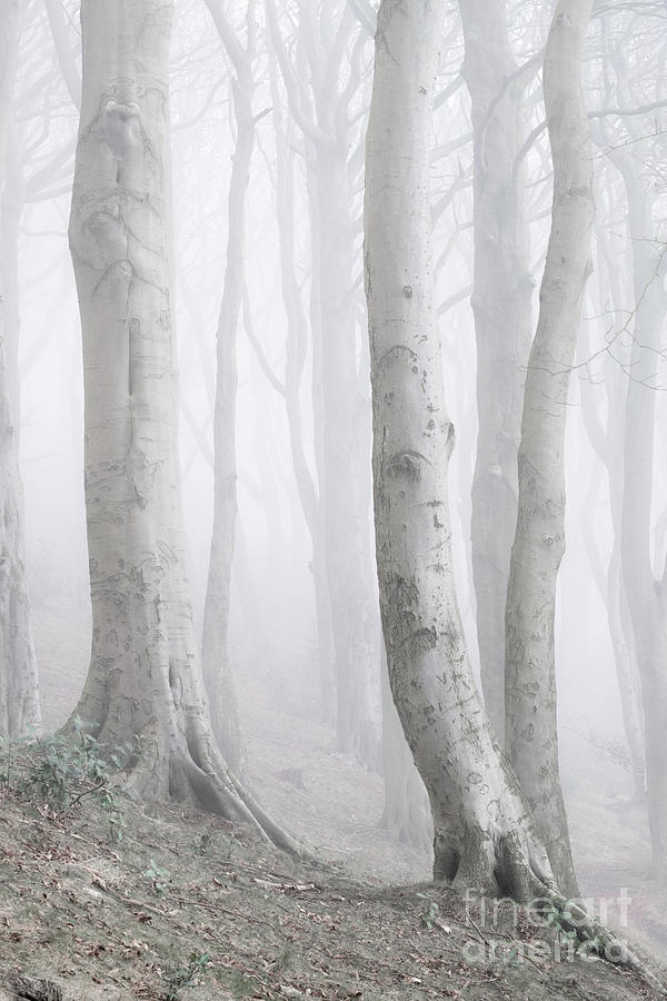 Misty Wood #5 Photograph by Martin Williams