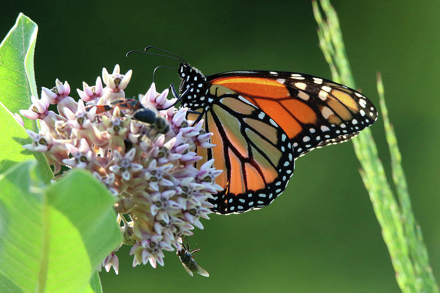 Monarch Butterfly Stony Brook New York #5 Photograph by Bob Savage