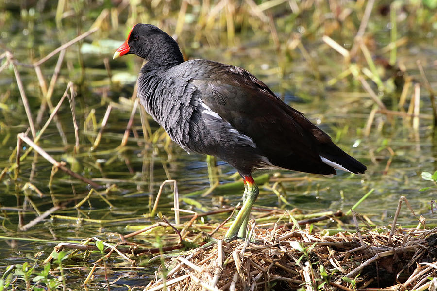 Moorhen Florida Photograph by Bob Savage - Fine Art America