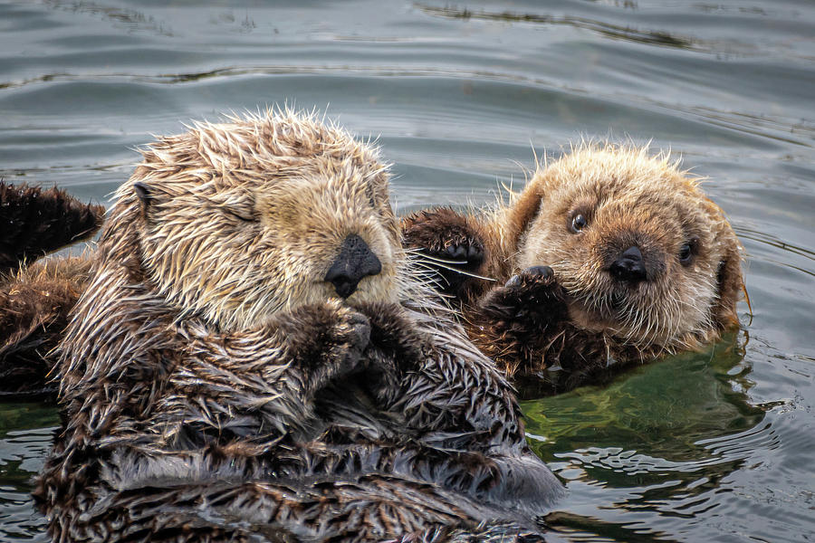 Mother and Baby Sea Otter Photograph by Rik Strickland - Fine Art America