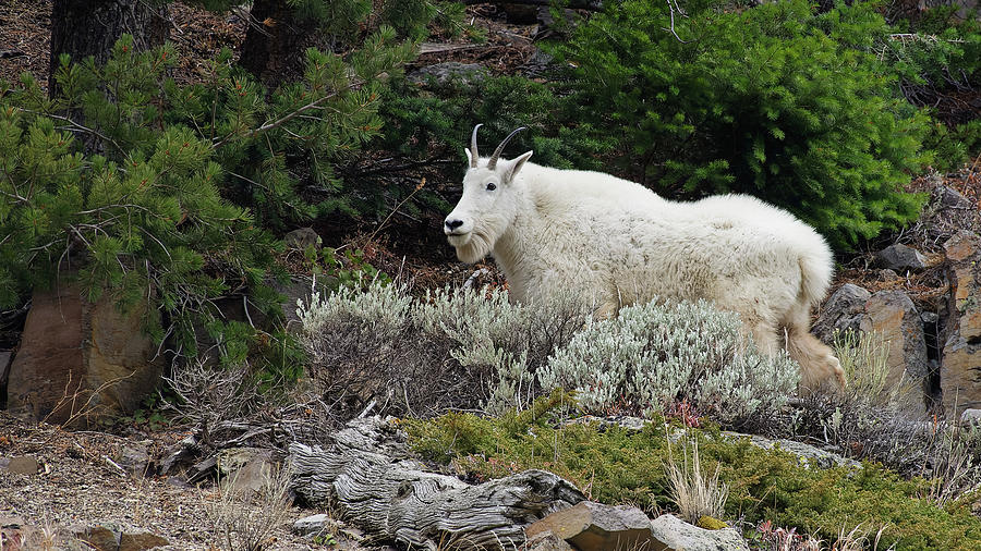 Mountain Goat at Sheepeater Cliff in Yellowstone National Park ...