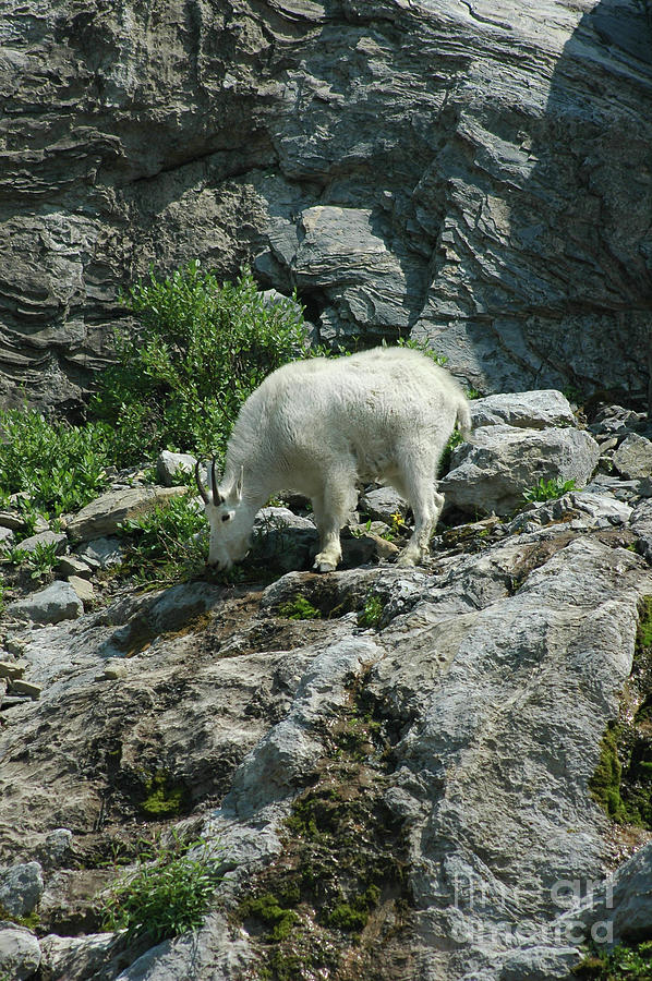 Mountain Goat #5 Photograph by Cindy Murphy