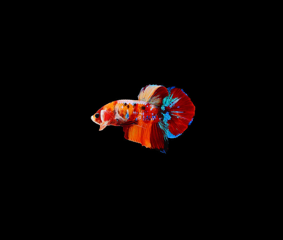 Multicolor Betta Fish #5 Photograph by Sambel Pedes