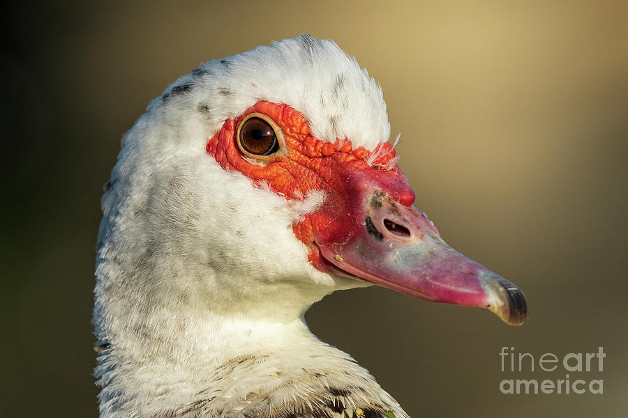 Muscovy Duck Domestic type Cairina moschata Costa Ballena Cadiz #5 Photograph by Pablo Avanzini