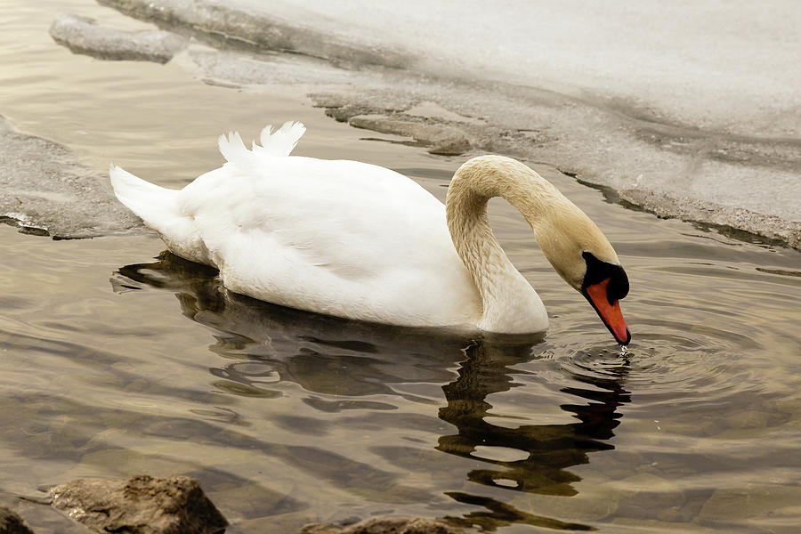 Mute swan #5 Photograph by SAURAVphoto Online Store