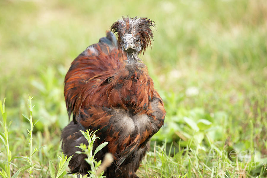 Naked Neck Chicken Photograph By Jeannette Hunt