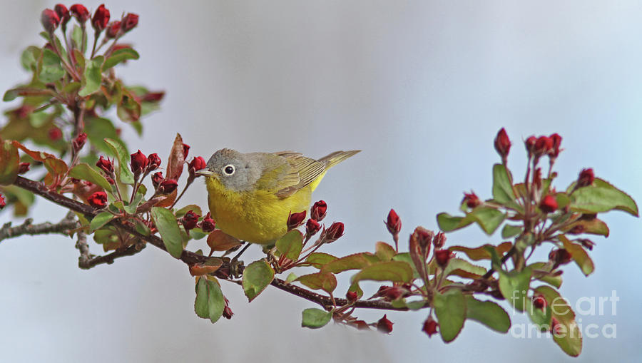 Nashville Warbler #5 Photograph by Gary Wing
