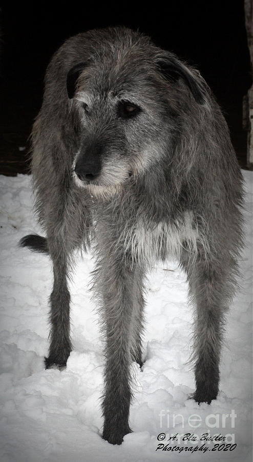 Irish Wolfhound Photograph - Nessa #5 by Ann Butler
