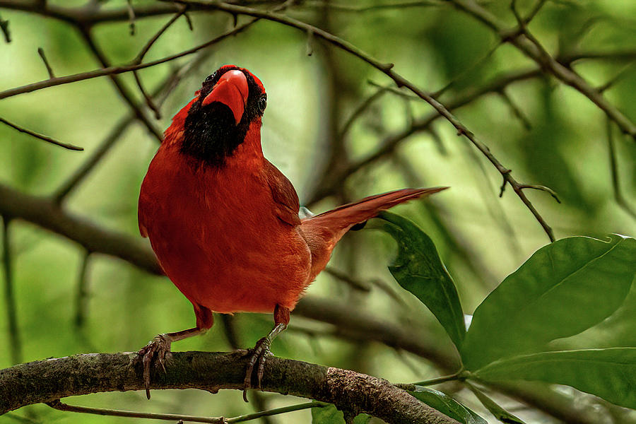 Northern Cardinal Photograph by Photography by Ken Ryder - Fine Art America