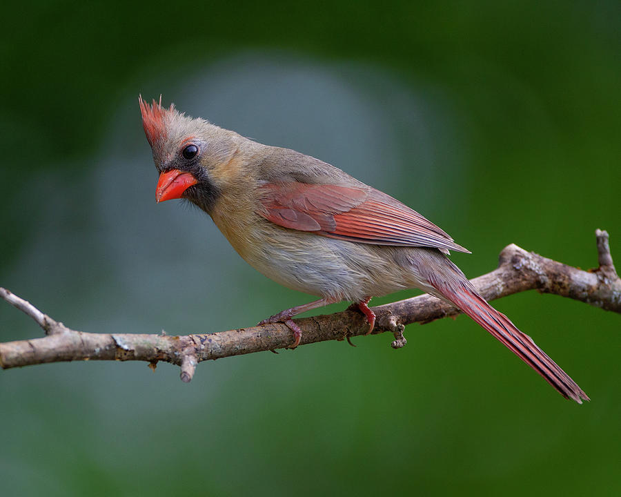 Northern Cardinal #5 Photograph by Timothy McIntyre