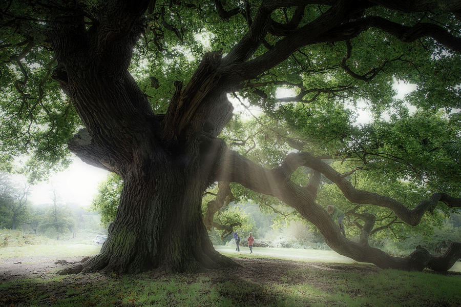 Old oak #5 Photograph by Remigiusz MARCZAK