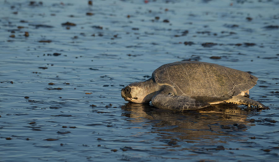 Olive Ridley Sea Turtles Digital Art by Carol Ailles | Fine Art America