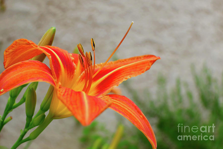 Lily Photograph - Orange Tiger Lily #5 by Stephen Farhall