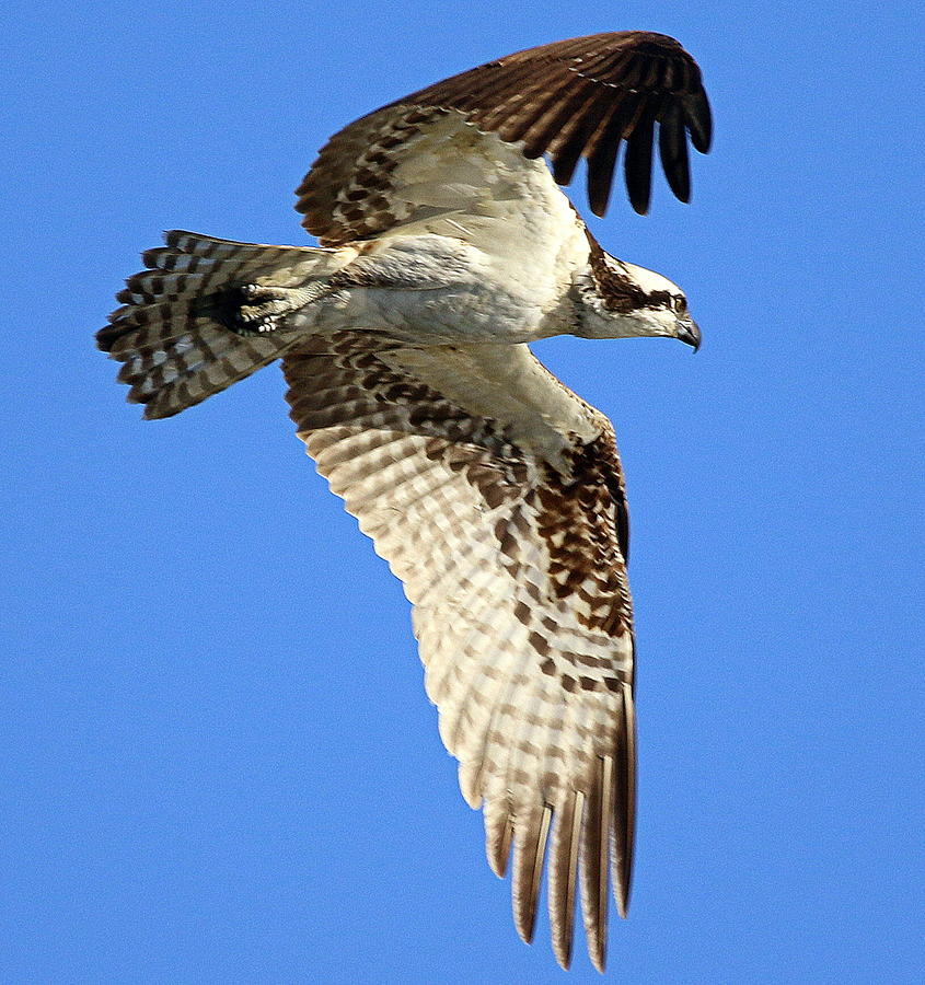 osprey hunting