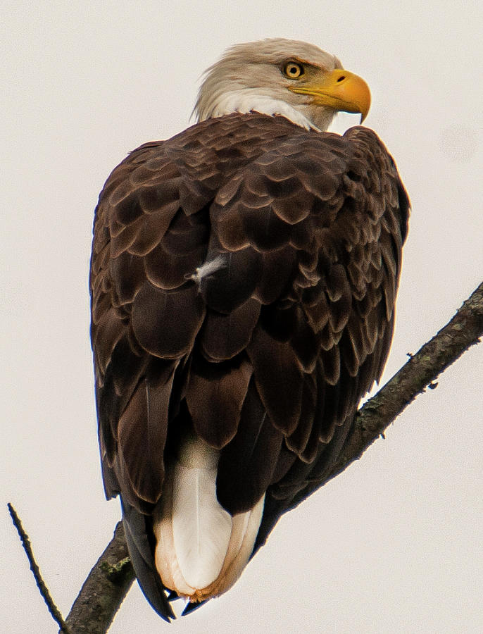 PA Bald Eagle #5 Photograph by Thomas Gettings - Fine Art America