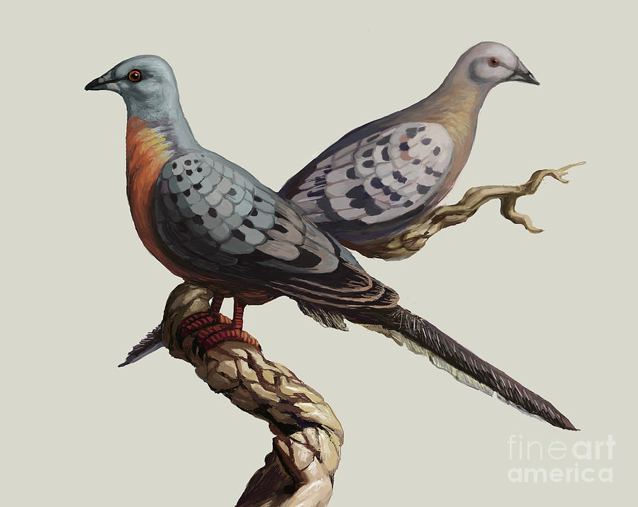 Passenger Pigeon #5 Photograph by Spencer Sutton