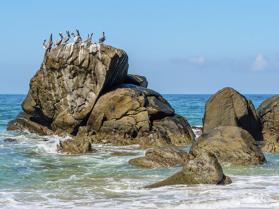 Pelicans on a rock. #5 Photograph by Rob Huntley
