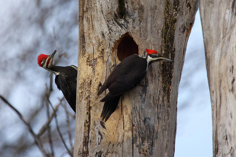 Pileated Woodpecker #5 Photograph by Brook Burling Pileated Woodpecker #5 Photograph by Brook Burling
