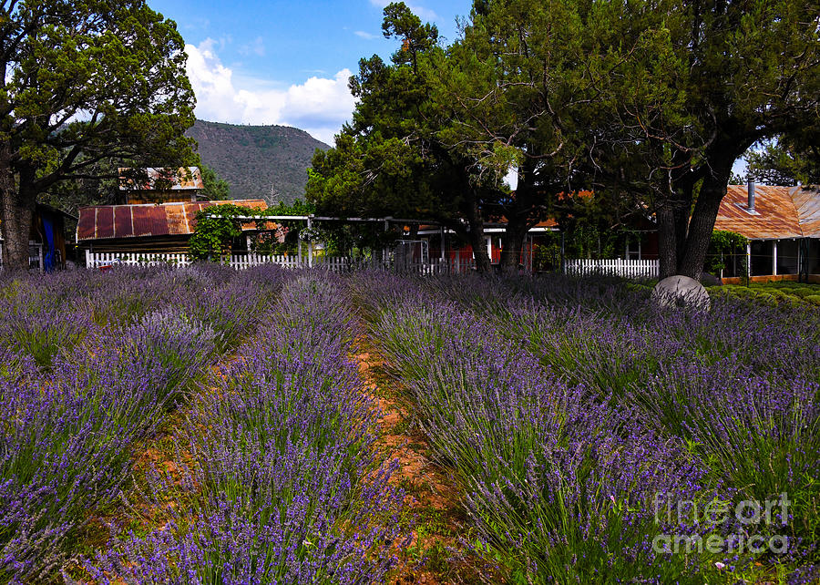 Pine Creek Canyon Lavender Farm #5 Digital Art by Tammy Keyes
