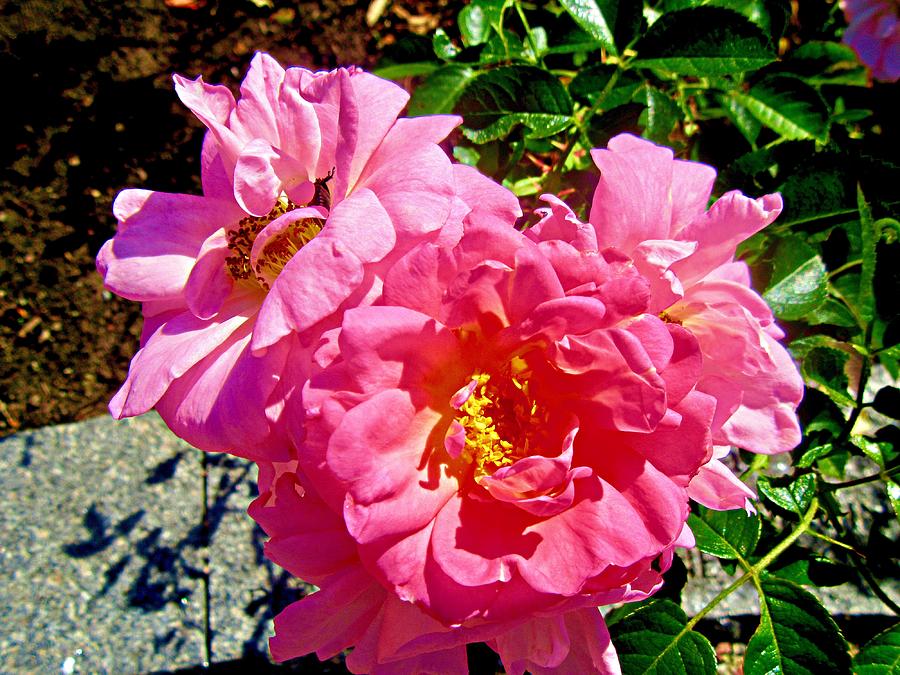 Pink roses #5 Photograph by Stephanie Moore