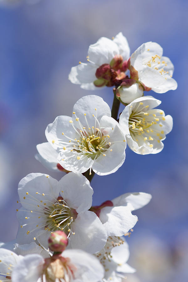 Plum blossom #5 Photograph by Y-studio