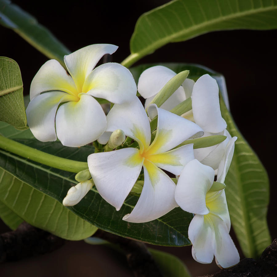 Plumeria #5 Photograph by Roger Mullenhour