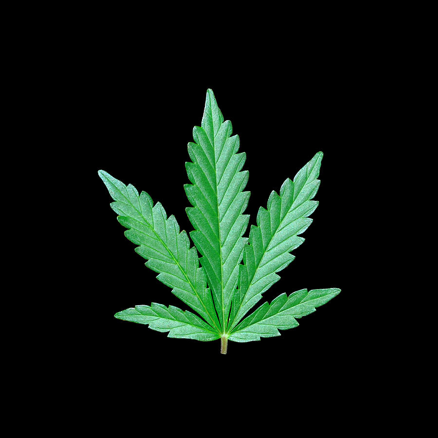 5-Point Cannabis Leaf Photograph by Luke Moore