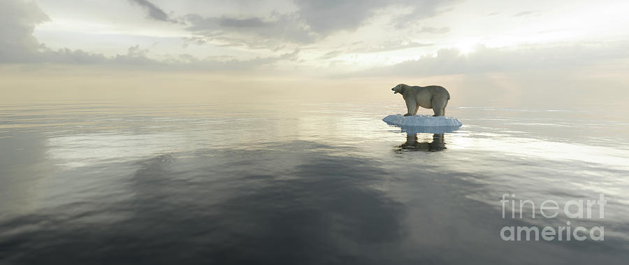 Nature Photograph - Polar bear on ice floe. Melting iceberg and global warming. #5 by Michal Bednarek