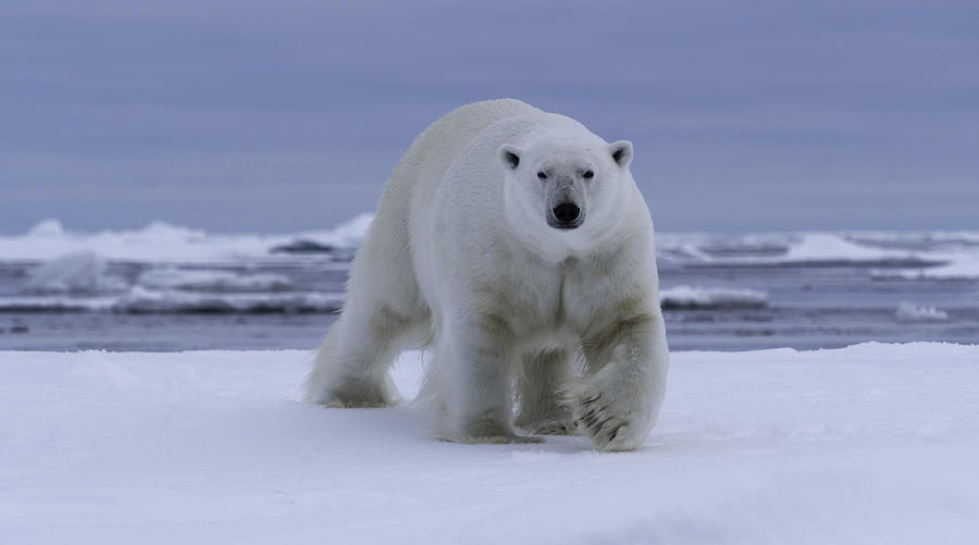 Polar Bear Pack Ice #5 Photograph by Justinreznick